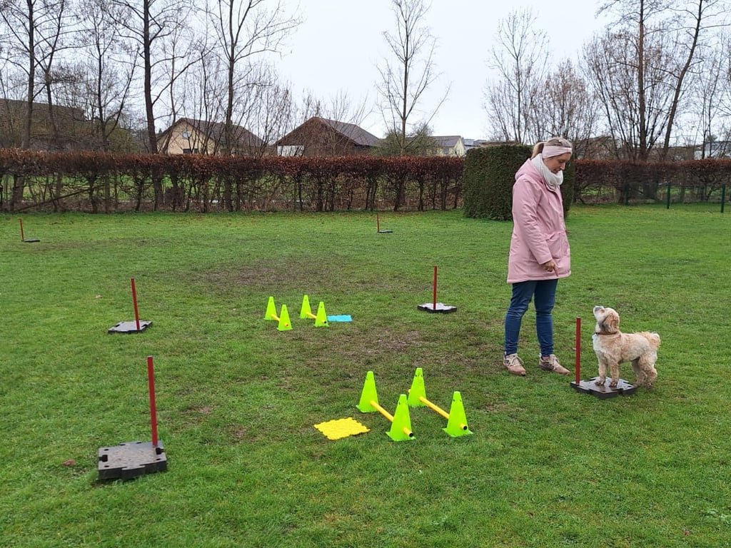 Seminar (auch als Gruppenkurs buchbar): SQR-Dog